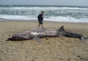 История о пьяном сербе, убившем в Шарм-эль-Шейхе акулу, оказалась шуткой