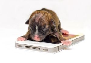 В США родилась самая маленькая собака в мире