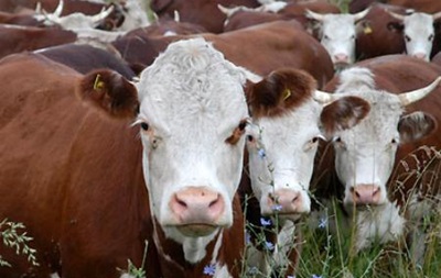 Выход Украины из СНГ означает остановку торговли продукцией животноводства - Россельхознадзор