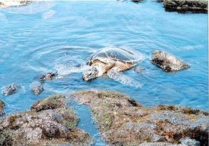 Новости науки - вымирающие виды: черепахи стали есть вдвое больше пластика
