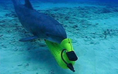 Крымских боевых дельфинов поставят на службу флота России – СМИ