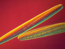 Обнаружены гигантские бактерии-рекордсмены
