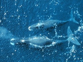 Гладкие киты вернулись к берегам Гренландии