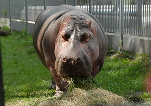 Директор киевского зоопарка заявил, что 70% животных пережили свой биологический возраст