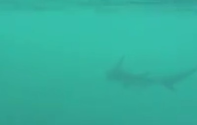 Американец два часа катался на акуле