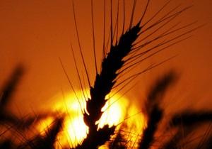 Украина соберет 34 млн тонн ранних зерновых - Минагрополитики