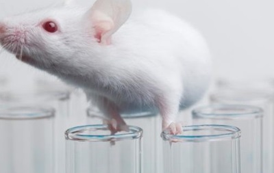 Ліки від раку вилікували у мишей шизофренію