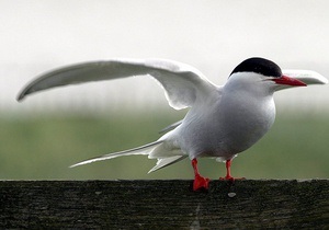 В Британии обнаружена самая старая птица, которая могла пролететь более 2,1 млн км