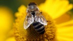У Північній Європі гинуть медоносні бджоли