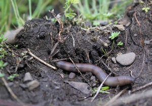 Ученые обнаружили пользу испуганных червей для растений