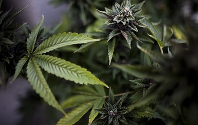 В Чехии будут выращивать легальную марихуану