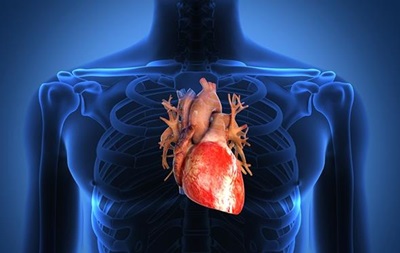 На 3D-принтері надрукують людське серце