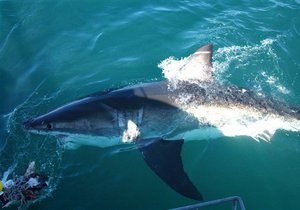 В Приморье зафиксировано новое нападение акулы на человека