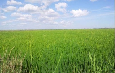 В Крыму из-за нехватки воды погиб весь посев риса