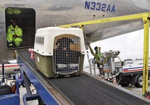 Новости США - странные новости: Американская авиакомпания случайно отправила собаку вместо Аризоны в Ирландию