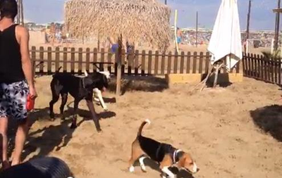 В Италии появился собачий пляж