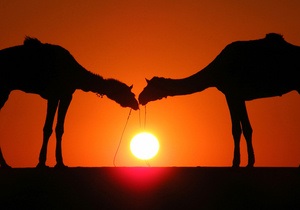 Новости науки - коронавирус - SARS: Переносчиками смертельного коронавируса могут быть верблюды - ученые