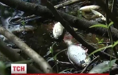 В Киеве приток Днепра покрыт мертвой рыбой 