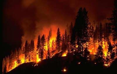 Ученые нашли следы лесного пожара, произошедшего 66 млн лет назад
