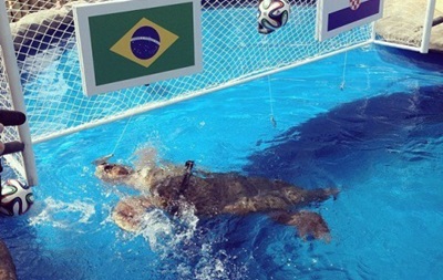 Бразилія - Хорватія: черепаха назвала переможця матчу відкриття