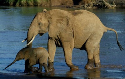 Африканским слонам грозит вымирание из-за браконьеров