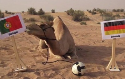 Верблюд-провісник зробив прогноз на матч Німеччина - Португалія