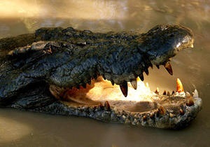 В Австралии на борту самолета обнаружили крокодила