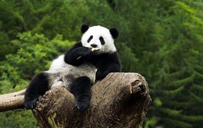 Панда-дипломатія. Китай відправив панд налагодити відносини з Південною Кореєю