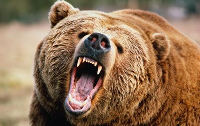 Ведмідь-людожер роздер людину на Камчатці
