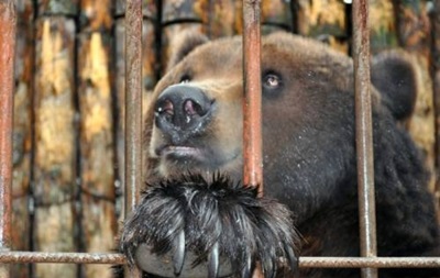 В Полтавской области медведь откусил руку подростку