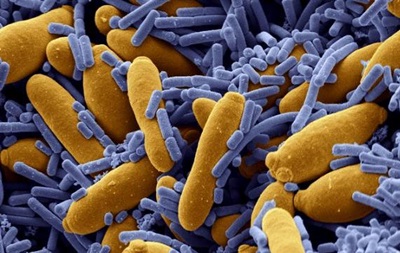 Мікроби навчилися рятуватися від антибіотиків 