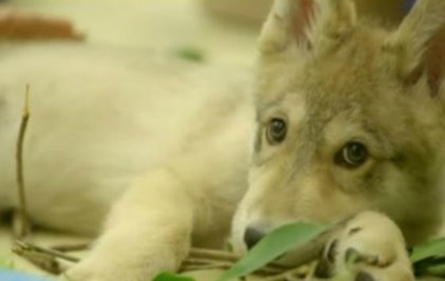Двухмесячный волчонок станет послом зоопарка в Калифорнии