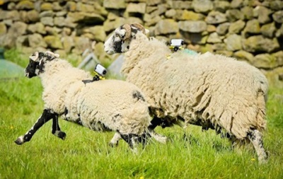 Знамениту велогонку Тур де Франс допоможуть відзняти вівці 