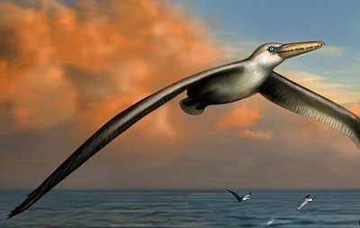 Найдены кости  самой большой  летающей птицы на Земле