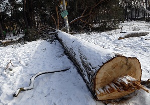 В Голосеевском районе Киева незаконно вырубили более 270 деревьев