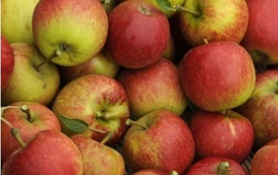 Яблука знижують ризик інфаркту - вчені 