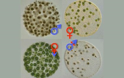 Транссексуальные водоросли помогли найти истоки разделения полов