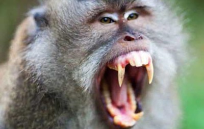 Мавпа із приватного звіринця загризла немовля у Севастополі