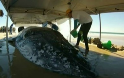 В Австралии кита два дня затягивали в море