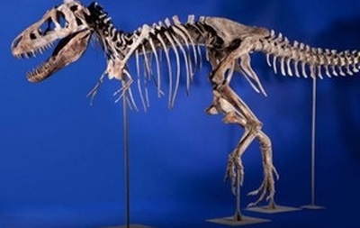 США повернули Монголії викрадені останки 18 динозаврів 