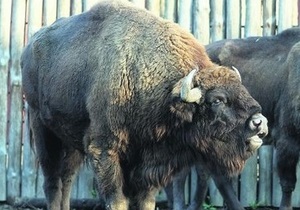 Аскания-Нова экспортирует канн, кулана и бизонов в Россию