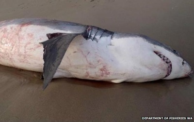 В Австралии белая акула подавилась тюленем