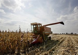 Украина отменила экспортные квоты на кукурузу