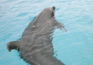 Украинские пограничники за несколько дней обнаружили в браконьерских сетях более 30 дельфинов