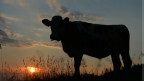 Росія заборонила поставки яловичини з Румунії