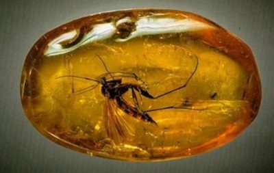 У китайському бурштині знайшли комах з Прибалтики 