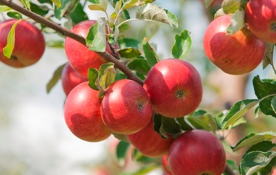 США розглядають пропозицію щодо імпорту яблук з Польщі