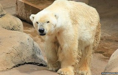 Помер єдиний в Африці білий ведмідь