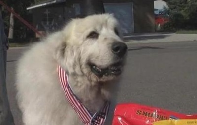 В США мэром поселка избрали пса 
