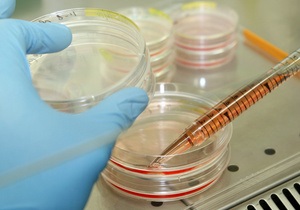 Биологи воссоздали геном возбудителя бубонной чумы, унесшей жизни миллионов европейцев